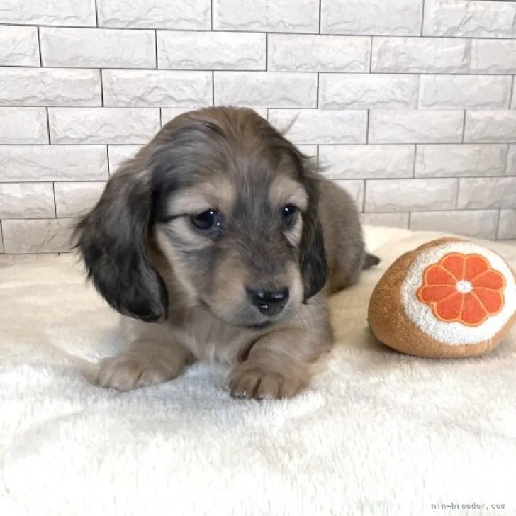 ID:2301-00267の子犬