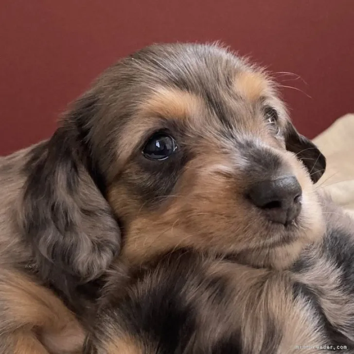 あふろ 様のお迎えした子犬