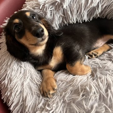 カニンヘンダックスフンド(ロング)【千葉県・男の子・2024年7月3日・ブラックタン】の写真「パパ犬JKCチャンピオン」