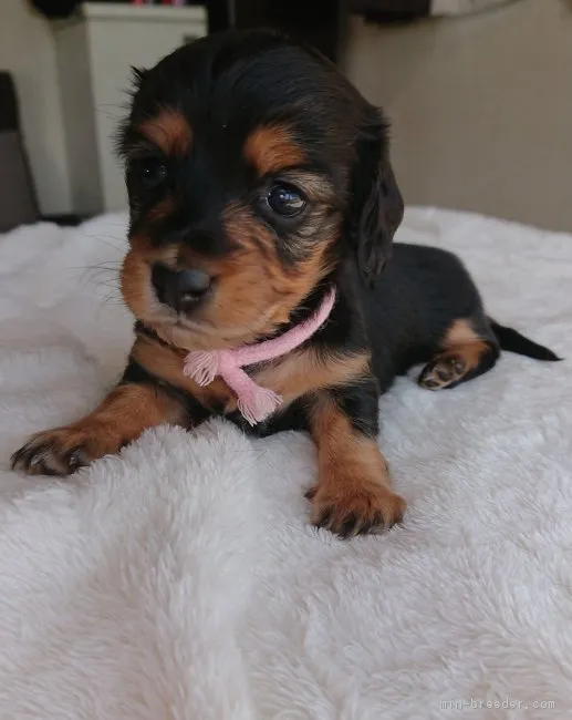 ID：1805-01770の子犬