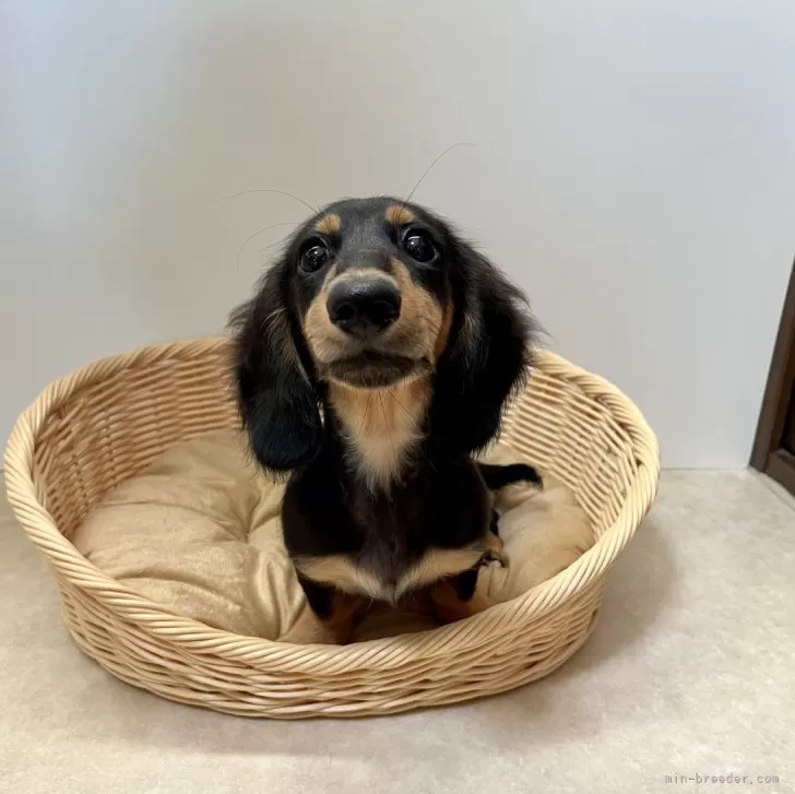 ID：2404-01752の子犬