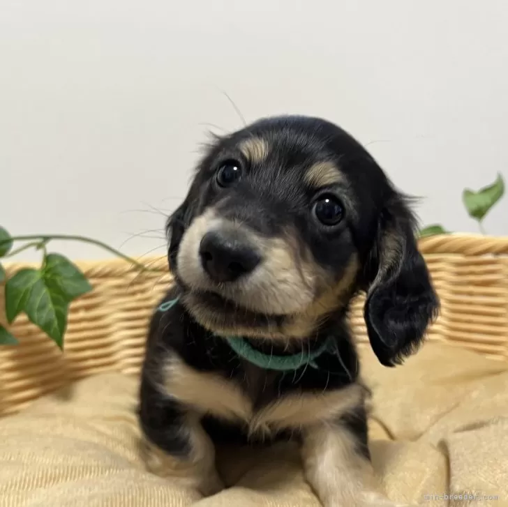 ID：2404-01557の子犬