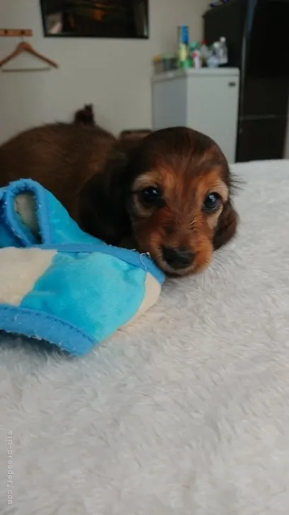 ID：1809-00459の子犬