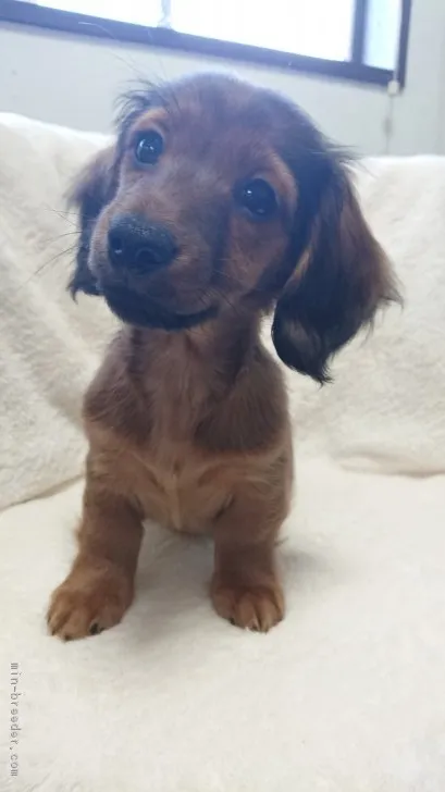 メカ肉 様のお迎えした子犬