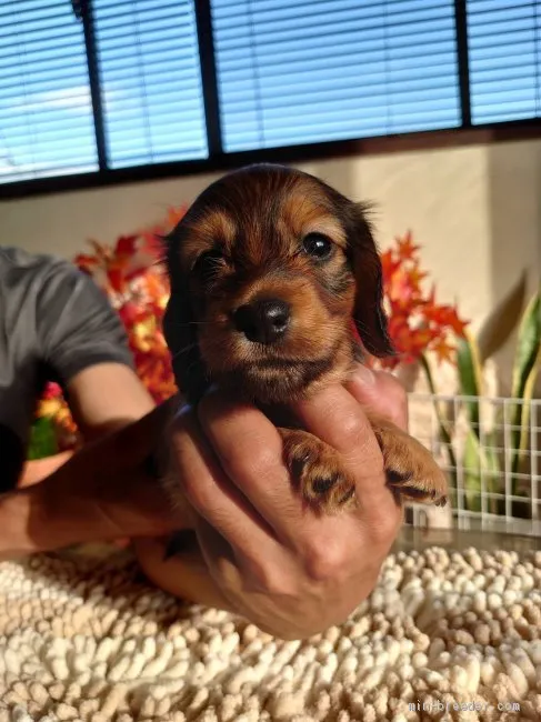 ID:2009-03425の子犬