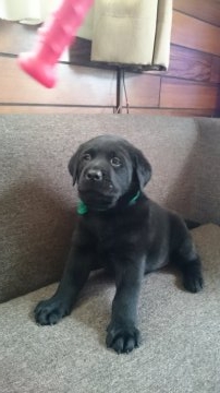 ラブラドールレトリバー【岡山県・男の子・2016年5月25日・ブラック】の写真「とても可愛い男の子」
