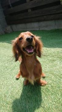 カニンヘンダックスフンド(ロング)【岡山県・男の子・2019年8月19日・レッド】の写真「可愛い男の子👦PRAクリア😌」