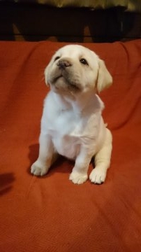 ラブラドールレトリバー【岡山県・女の子・2017年1月13日・イエロー】の写真「イエロー女の子❤」