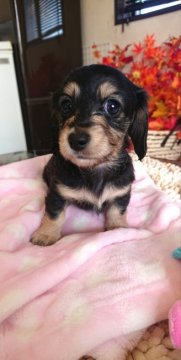 カニンヘンダックスフンド(ロング)【岡山県・女の子・2020年8月16日・ブラッククリーム】の写真「可愛い女の子👧
PRA安心下さい🙆」