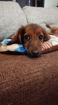 カニンヘンダックスフンド(ロング)【岡山県・男の子・2017年10月27日・レッド】の写真「PRAクリア。元気いっぱい美形男の子☆」