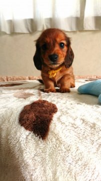 カニンヘンダックスフンド(ロング)【岡山県・男の子・2019年8月19日・レッド】の写真「可愛い男の子👦PRAクリア😌」