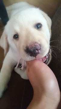 ラブラドールレトリバー【岡山県・男の子・2016年5月25日・イエロー】の写真「可愛いイエロー男の子」