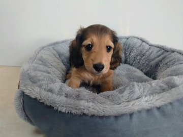 カニンヘンダックスフンド(ロング)【岡山県・男の子・2021年8月8日・シェーデッドイエロー】の写真「可愛い男の子　PRA安心です」