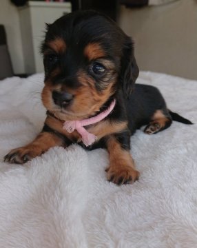 カニンヘンダックスフンド(ロング)【岡山県・女の子・2018年4月26日・ブラックタン】の写真「可愛いお顔の女の子❤️PRA安心✨」