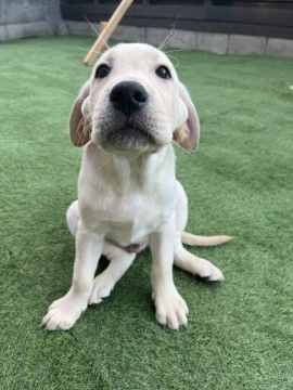 ラブラドールレトリバー【岡山県・男の子・2021年8月14日・イエロー】の写真「優しい男の子☆PRA安心です。」