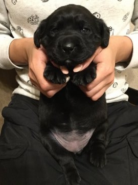 ラブラドールレトリバー【岡山県・女の子・2017年1月13日・ブラック】の写真「可愛いブラック女の子❤」