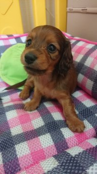 カニンヘンダックスフンド(ロング)【岡山県・女の子・2021年8月8日・レッド】の写真「可愛い女の子👧 PRA安心です」