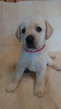 ラブラドールレトリバー【岡山県・女の子・2021年8月14日・イエロー】の写真「可愛い女の子　PRA安心です」