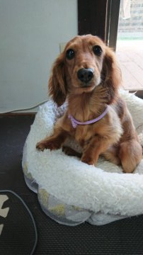 カニンヘンダックスフンド(ロング)【岡山県・男の子・2019年8月9日・レッド】の写真「可愛いﾌﾟｸﾌﾟｸの男の子👦PRA安心」