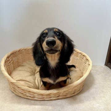 カニンヘンダックスフンド(ロング)【岡山県・男の子・2024年2月26日・ブラックタン】の写真「可愛い男の子🐶PRA安心です！」