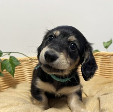 カニンヘンダックスフンド(ロング)【岡山県・男の子・2024年2月26日・ブラッククリーム】の写真「可愛い男の子🐶PRA安心です」