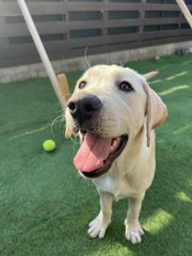 ラブラドールレトリバー【岡山県・男の子・2021年8月14日・イエロー】の写真「可愛い男の子　PRA安心です」