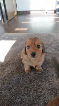 カニンヘンダックスフンド(ロング)【岡山県・女の子・2020年11月15日・レッド】の写真「可愛い女の子❤️」