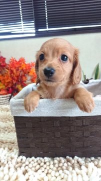 カニンヘンダックスフンド(ロング)【岡山県・男の子・2020年8月16日・ゴールド】の写真「可愛い男の子👦」