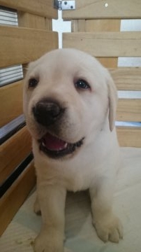 ラブラドールレトリバー【岡山県・男の子・2017年1月13日・イエロー】の写真「可愛いお顔の男の子👦」