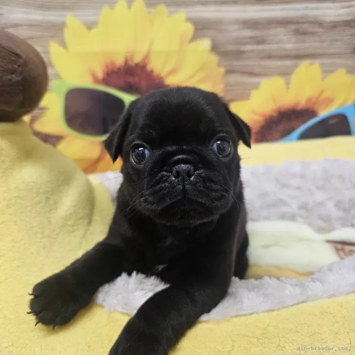 ID：2508-00191の子犬