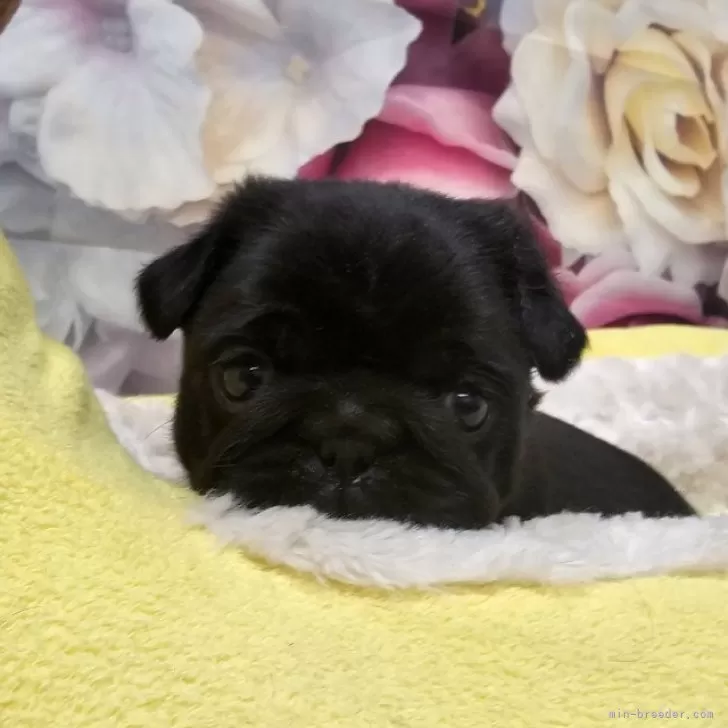 H.T 様のお迎えした子犬