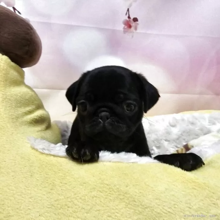 M.S 様のお迎えした子犬