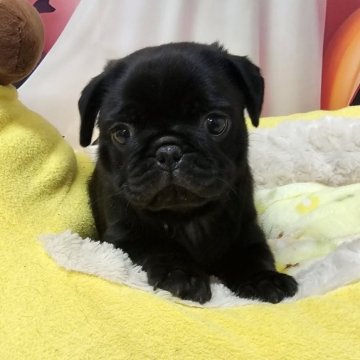 パグ【茨城県・女の子・2025年9月16日・ブラック】の写真「むちむちかわいい女の子♡」