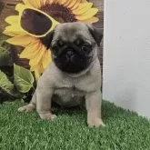 パグ