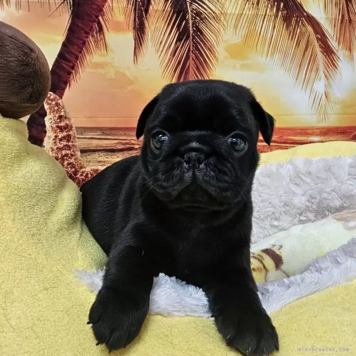 ID：2406-07384の子犬