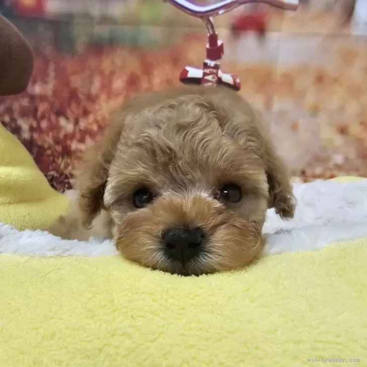 ID：2409-00551の子犬