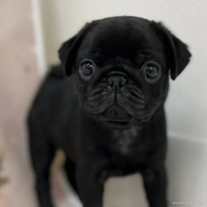 ID：2303-04362の子犬