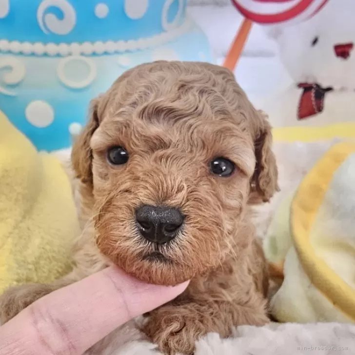 ID:2402-00175の子犬
