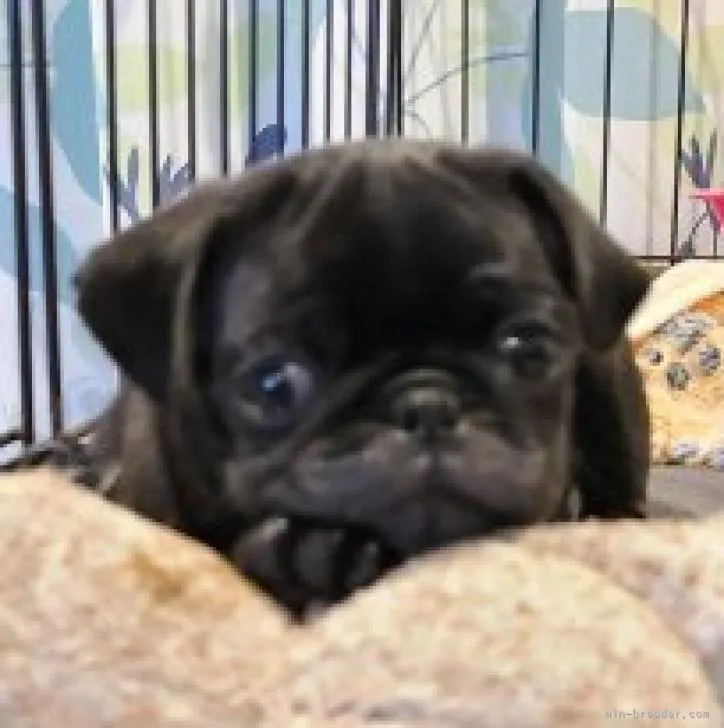 りゅう 様のお迎えした子犬