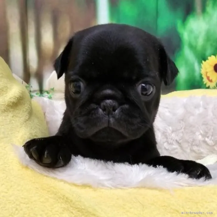 ID：2309-06060の子犬