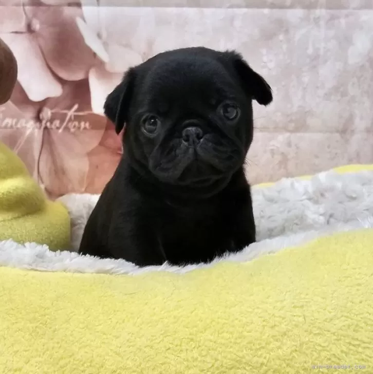 ID:2406-02655の子犬
