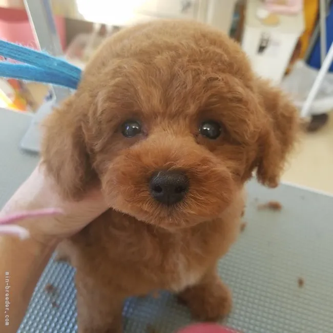 ID：1810-02792の子犬