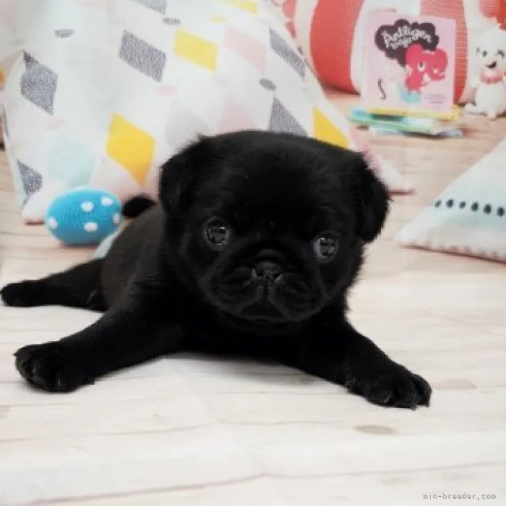 ID:2305-00939の子犬