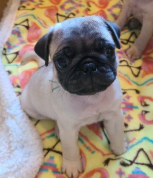 パグ【茨城県・男の子・2021年9月30日・フォーン】の写真「まん丸ムチムチです♡」