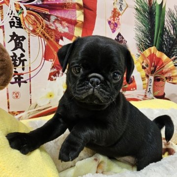 パグ【茨城県・女の子・2023年12月1日・ブラック】の写真「むちむち元気な女の子♡」
