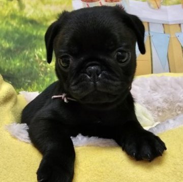 パグ【茨城県・男の子・2023年4月22日・ブラック】の写真「まんまるおめめ♡」