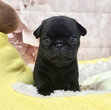 パグ【茨城県・女の子・2024年5月6日・ブラック】の写真「かわいい女の子♡」