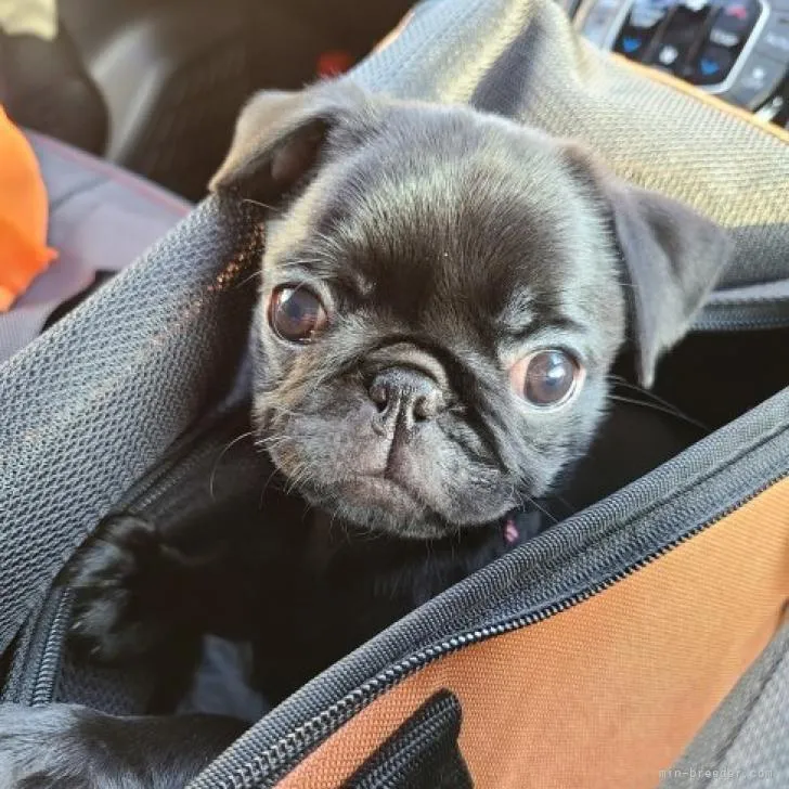 m.o 様のお迎えした子犬