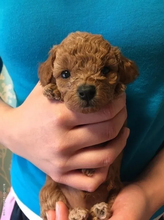 あんず 様のお迎えした子犬