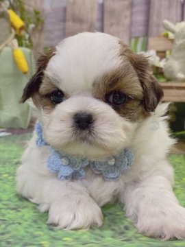 シーズー【岐阜県・男の子・2021年3月20日・ホワイト&ゴールド】の写真「ちょっとのんびりプリンス君❤️」